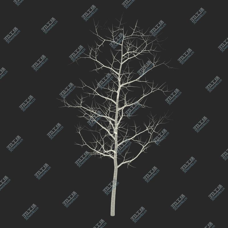 images/goods_img/2021040165/Winter Trees Collection/3.jpg